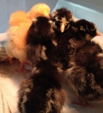 Baby-chickens