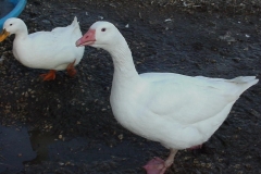 Duck-and-Goose