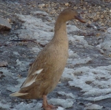 Runner-duck